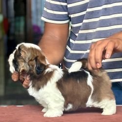 DogsIndia.com - Shih Tzu - Vikram 