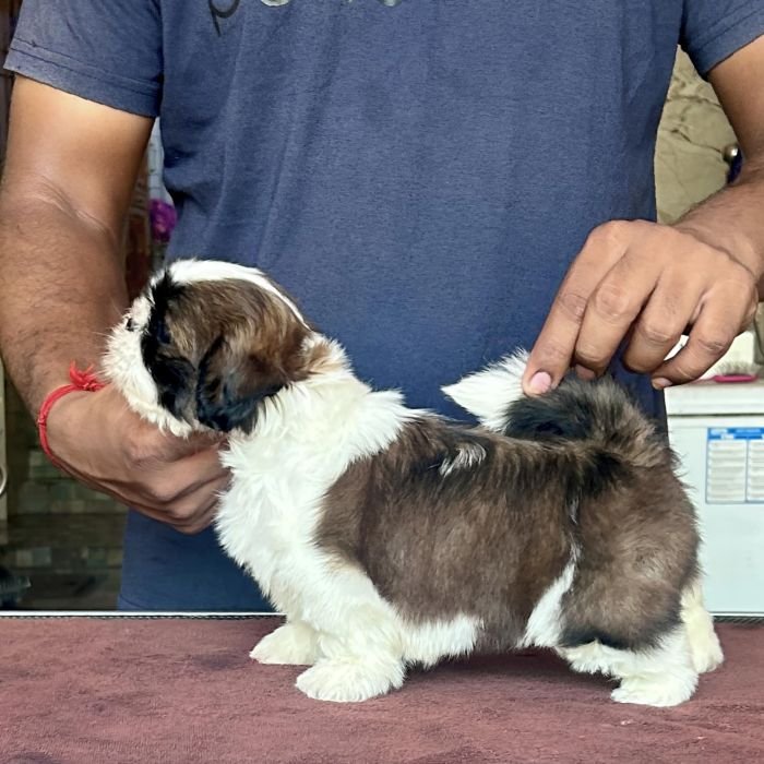 DogsIndia.com - Shih Tzu - Vikram 