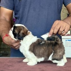 DogsIndia.com - Shih Tzu - Vikram 