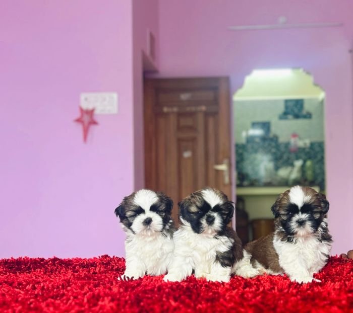 DogsIndia.com - Shih Tzu - Vikram 
