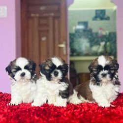 DogsIndia.com - Shih Tzu - Vikram
