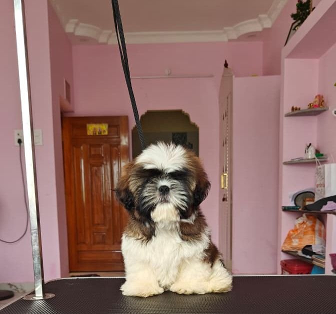 DogsIndia.com - Shih Tzu - Vikram 