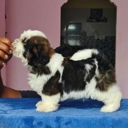 DogsIndia.com - Shih Tzu - Vikram 