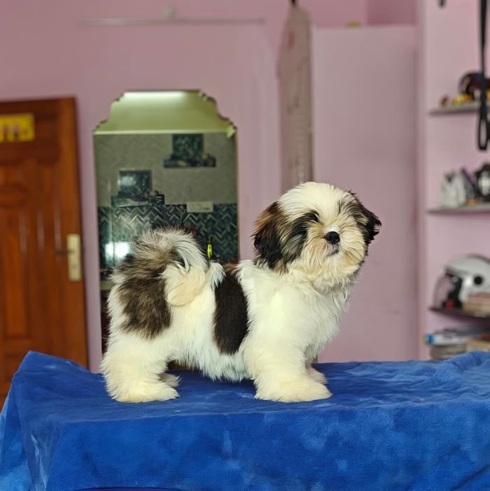 DogsIndia.com - Shih Tzu - Vikram 