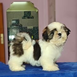 DogsIndia.com - Shih Tzu - Vikram 