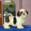 DogsIndia.com - Shih Tzu - Vikram 
