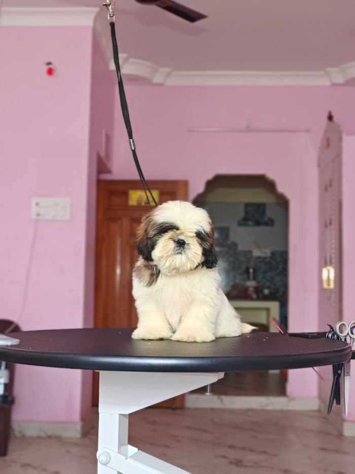 DogsIndia.com - Shih Tzu - Vikram 