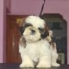 DogsIndia.com - Shih Tzu - Vikram 