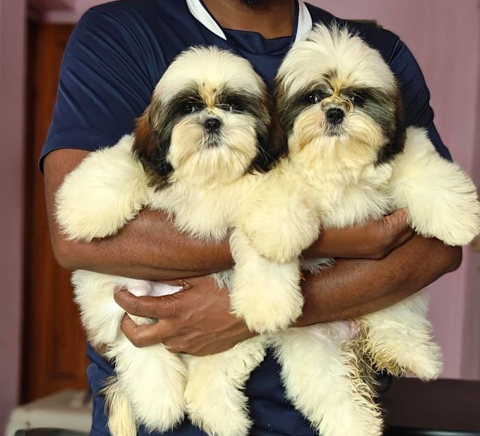 DogsIndia.com - Shih Tzu - Vikram 