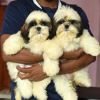 DogsIndia.com - Shih Tzu - Vikram 