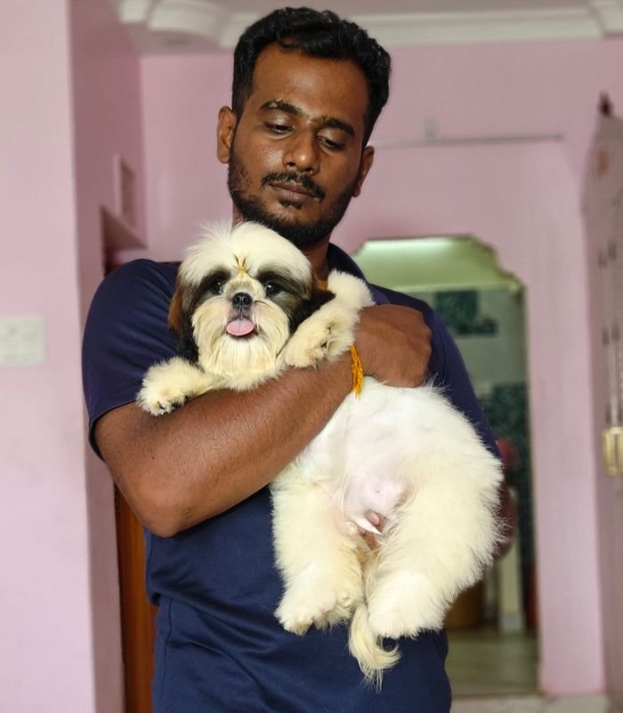 DogsIndia.com - Shih Tzu - Vikram 