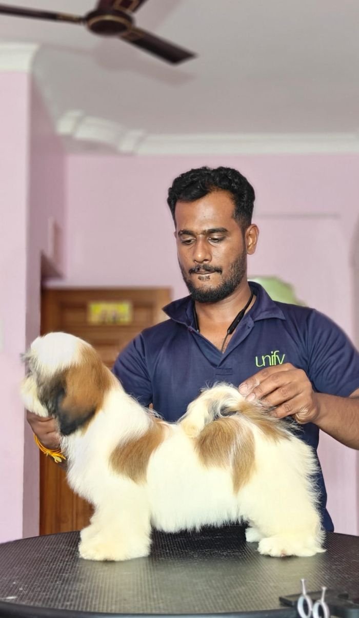 DogsIndia.com - Shih Tzu - Vikram 