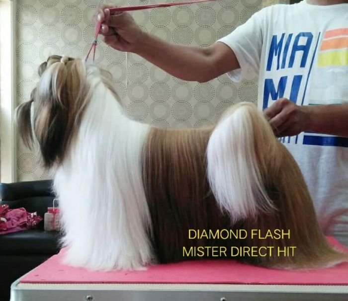 DogsIndia.com - Shih Tzu - Vikram 