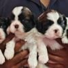 DogsIndia.com - Shih Tzu - Vikram 
