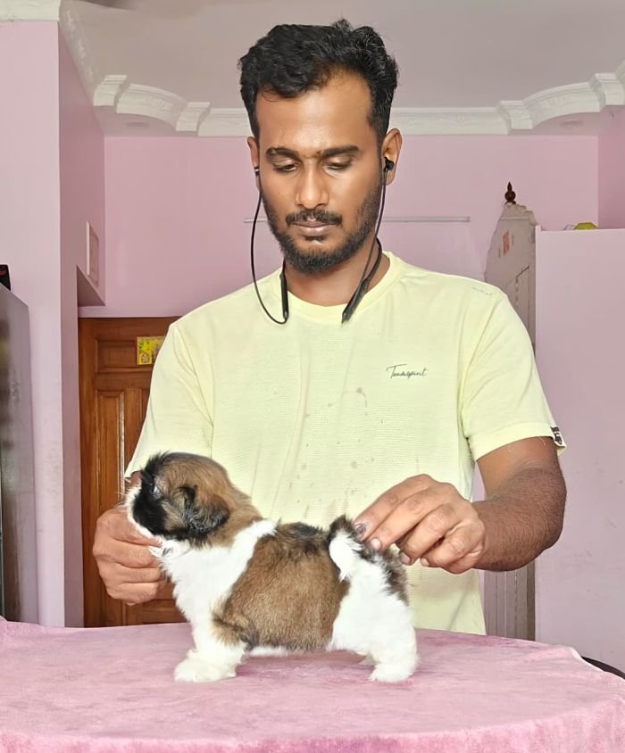 DogsIndia.com - Shih Tzu - Vikram 