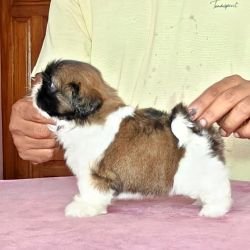 DogsIndia.com - Shih Tzu - Vikram 