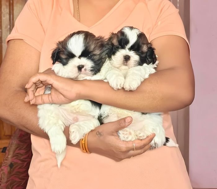 DogsIndia.com - Shih Tzu - Vikram 
