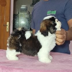 DogsIndia.com - Shih Tzu - Vikram 