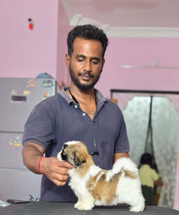 DogsIndia.com - Shih Tzu - Vikram 