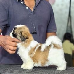 DogsIndia.com - Shih Tzu - Vikram 