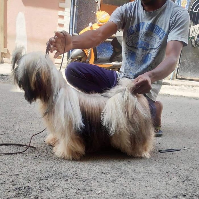 DogsIndia.com - Shih Tzu - Vikram 