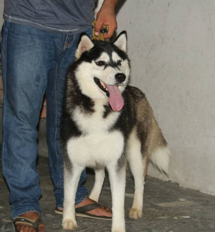 DogsIndia.com - Siberian Husky - Karan Chawla