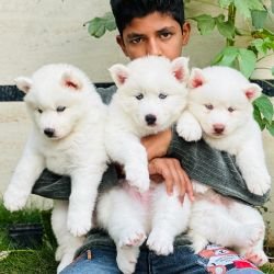 DogsIndia.com - Siberian Husky - Gururaj