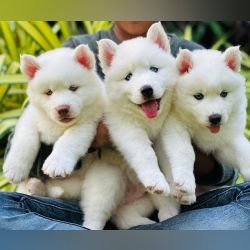 DogsIndia.com - Siberian Husky - Gururaj