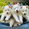 DogsIndia.com - Siberian Husky - Gururaj