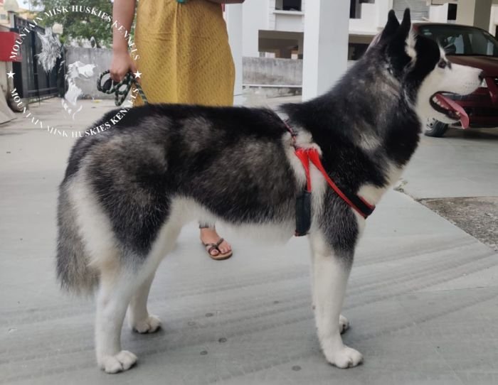 DogsIndia.com - Siberian Husky - Kartikey Singh