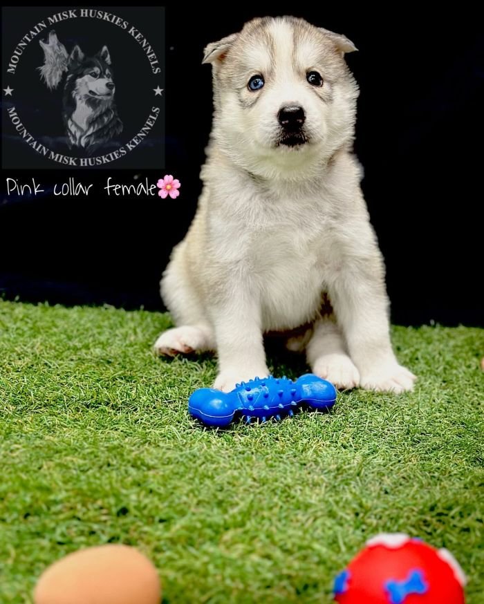 DogsIndia.com - Siberian Husky - Kartikey Singh