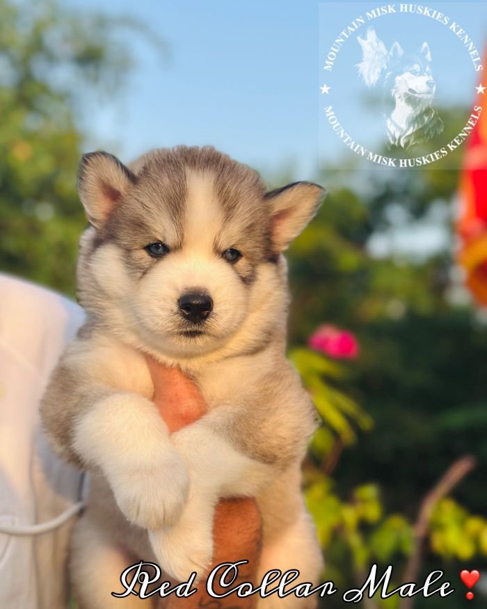DogsIndia.com - Siberian Husky - Kartikey Singh