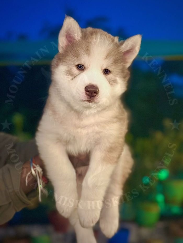 DogsIndia.com - Siberian Husky - Kartikey Singh
