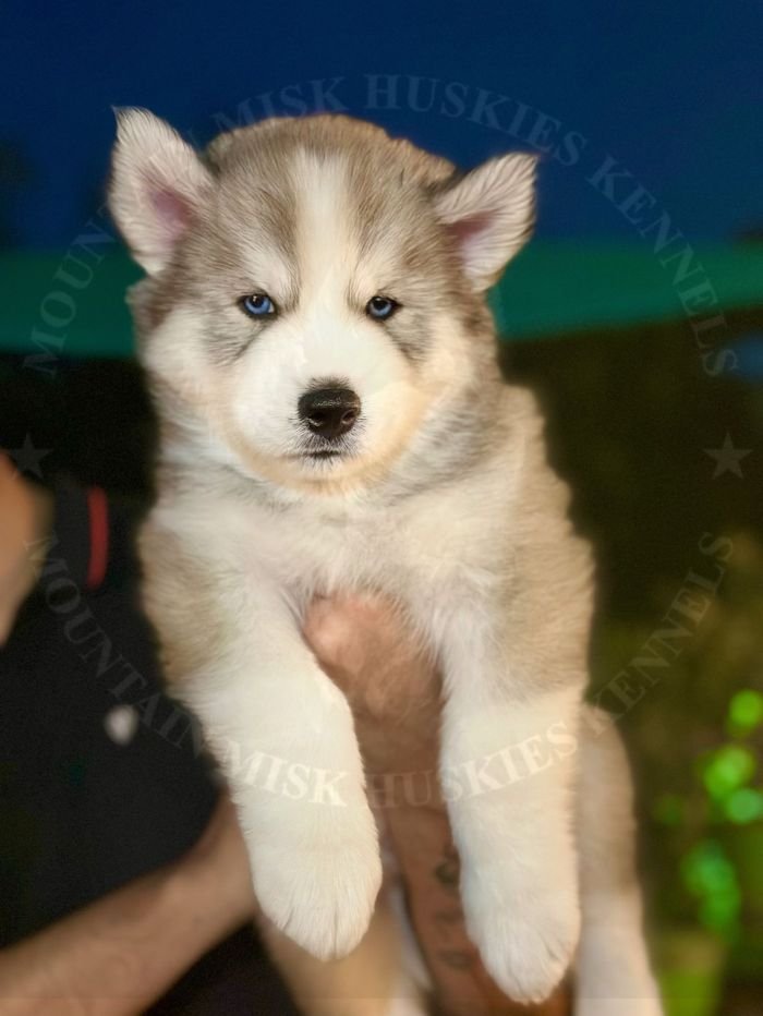 DogsIndia.com - Siberian Husky - Kartikey Singh