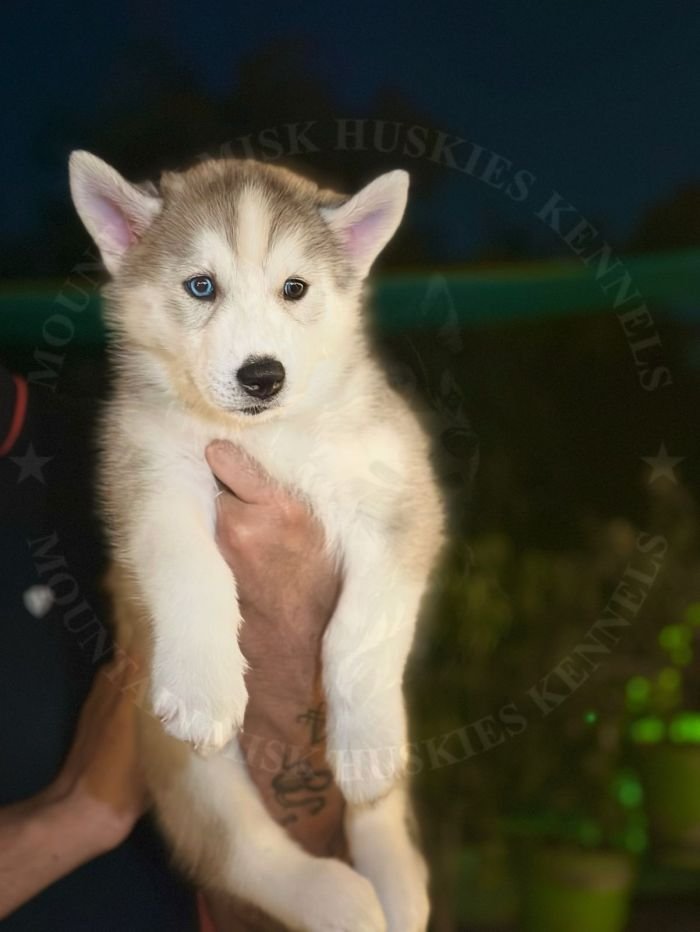 DogsIndia.com - Siberian Husky - Kartikey Singh