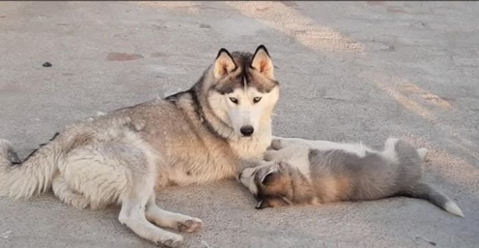 DogsIndia.com - Siberian Husky - Lakhan Soni