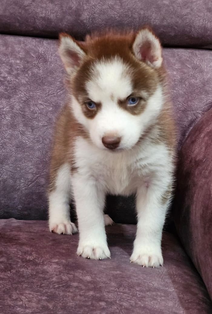 DogsIndia.com - Siberian Husky - Lakhan Soni