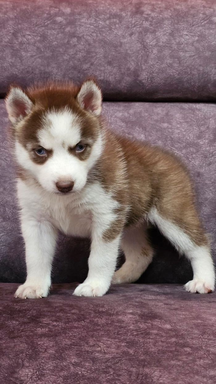 DogsIndia.com - Siberian Husky - Lakhan Soni