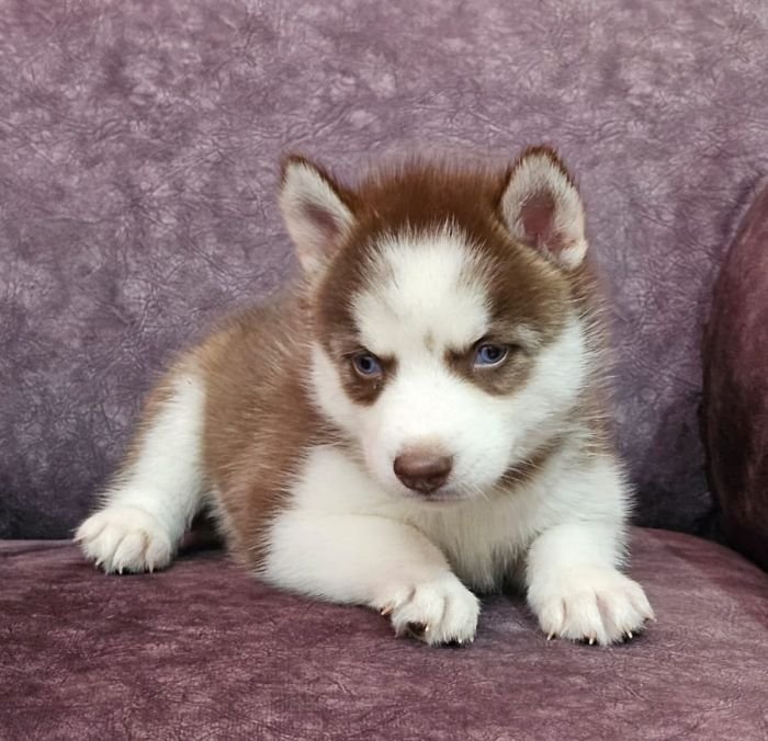 DogsIndia.com - Siberian Husky - Lakhan Soni