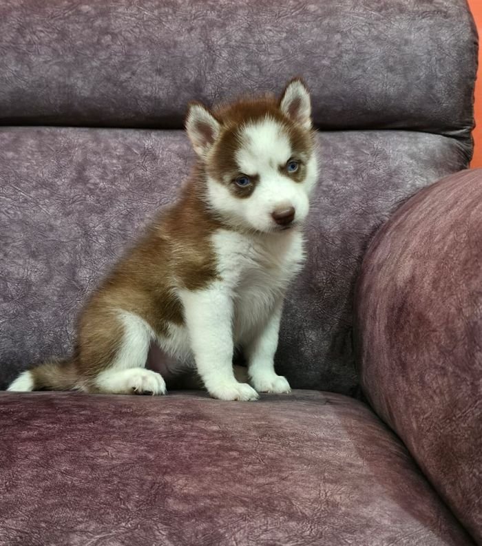 DogsIndia.com - Siberian Husky - Lakhan Soni