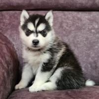 DogsIndia.com - Siberian Husky - Lakhan Soni