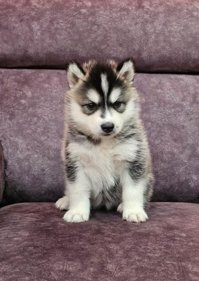 DogsIndia.com - Siberian Husky - Lakhan Soni