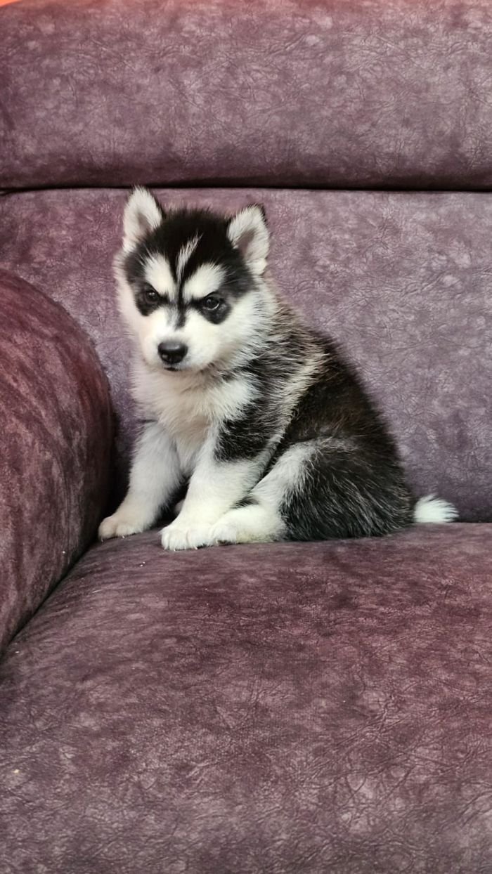 DogsIndia.com - Siberian Husky - Lakhan Soni