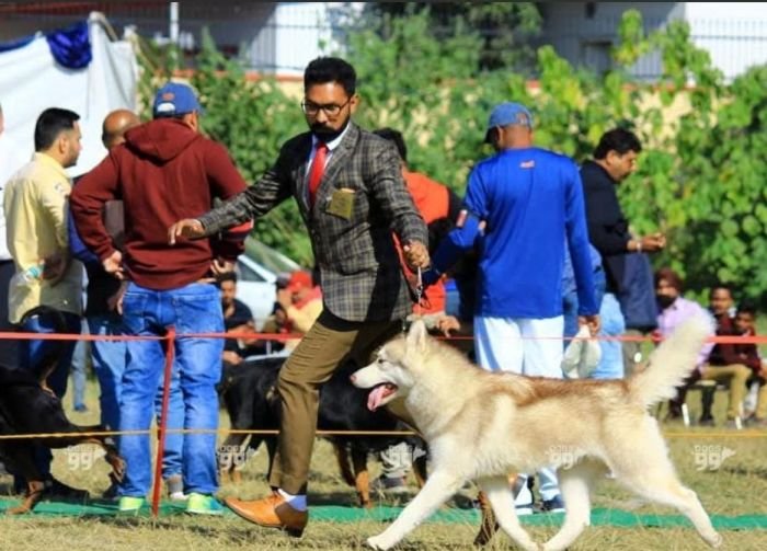 DogsIndia.com - Siberian Husky - Lakhan Soni