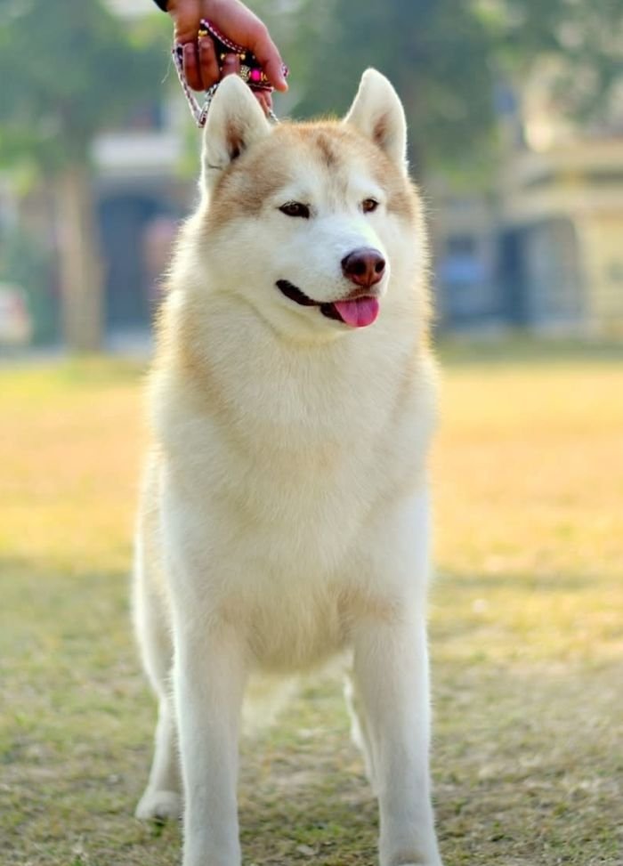 DogsIndia.com - Siberian Husky - Lakhan Soni