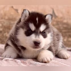 DogsIndia.com - Siberian Husky - Lakhan Soni