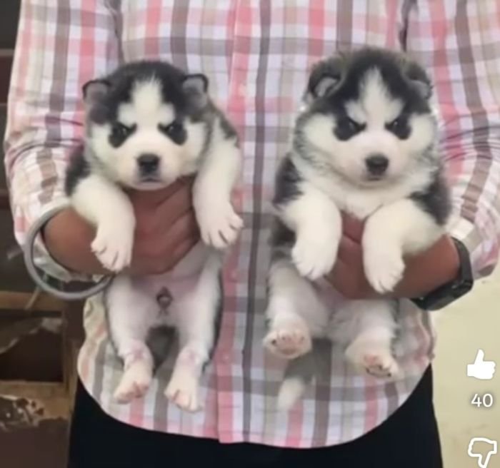 DogsIndia.com - Siberian Husky - Lakhan Soni