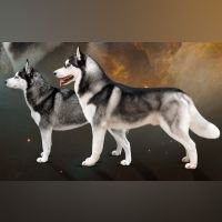 DogsIndia.com - Siberian Husky - Likelywoofs