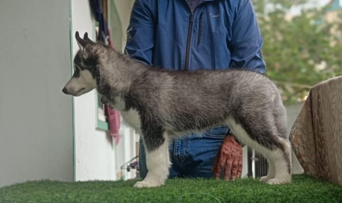 DogsIndia.com - Siberian Husky - Likelywoofs