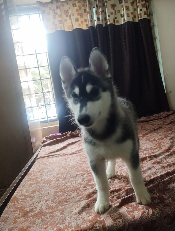 DogsIndia.com - Siberian Husky - Likelywoofs